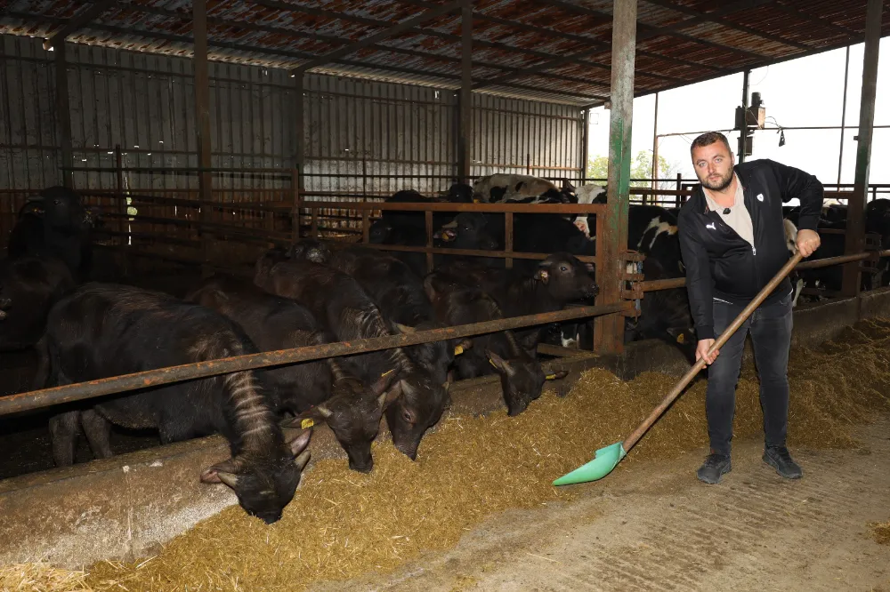 Kocaeli’de manda sayısı Büyükşehir’in desteğiyle artıyor