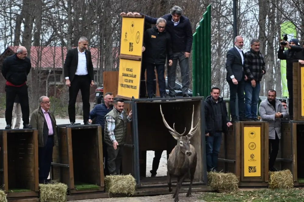 8 kızıl geyik daha Kuzuyayla’da doğaya salındı