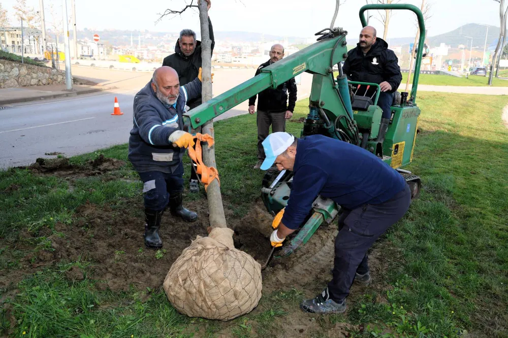   Tramvay çalışmasında sökülen ağaçlar doğaya nefes olacak;  AĞAÇLAR YENİ YERLERİNDE HAYAT BULACAK