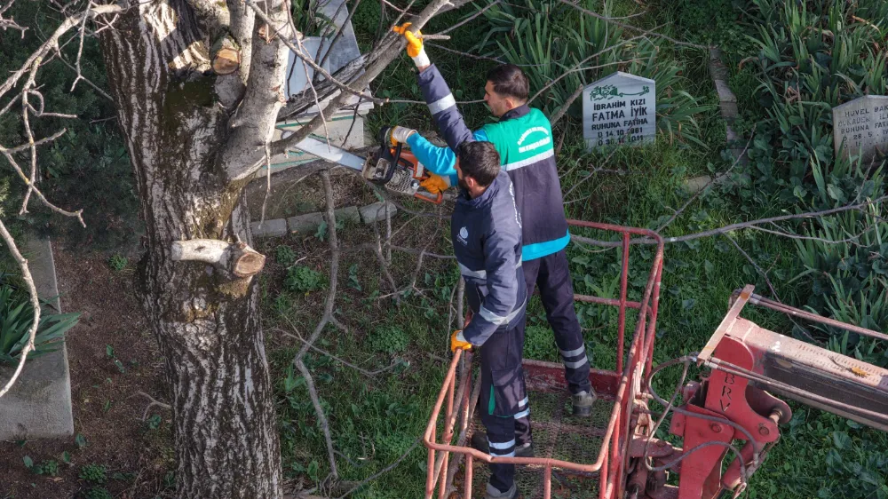     Başiskele’de Ağaçlar Kışa Hazırlanıyor                                             
