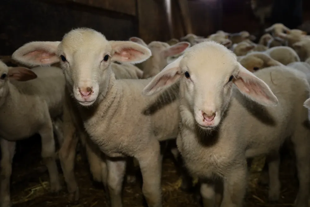 Kocaeli Büyükşehir’den hayvancılığa güçlü destek;  DAMIZLIK KOÇ DESTEĞİ KUZULAMA ORANLARINDA ARTIŞ SAĞLADI