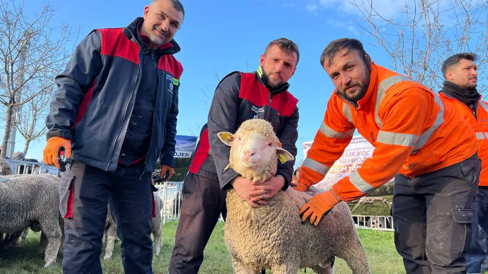 Büyükşehir’den üreticilere damızlık koç desteği