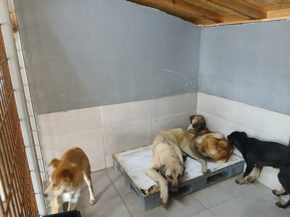 Gölcük Belediyesi’nden Sokak Köpekleriyle İlgili İddialara Yalanlama 