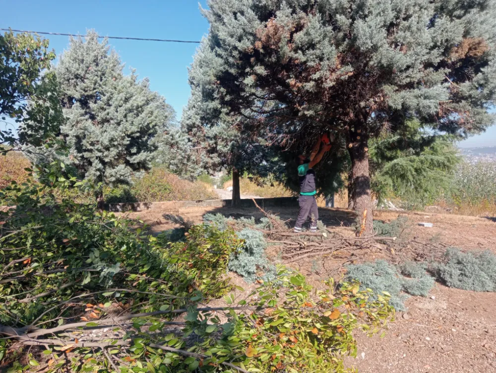 Başiskele’de Ağaç Budama ve Bakım Çalışmaları 