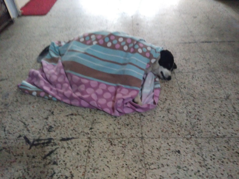 Gürcü Kafkas Kültür Evi Derneği Başkanı Safet Çelik, ‘İKİ ÜLKENİN DOSTLUK FİDANINI BÜYÜTÜYORUZ’